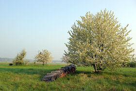 Baumwiese